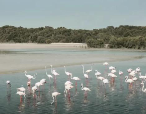 Ras Al Khor Nature Reserve